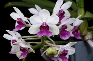 Holcostylis MS Sunlight Diamond Orchids II AM/AOS 80 pts.